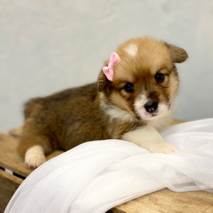 Pembroke Welsh Corgi Puppy Lyda