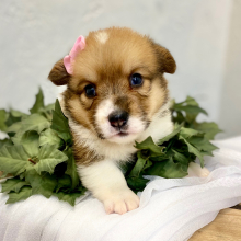 Pembroke Welsh Corgi Puppy Lyda