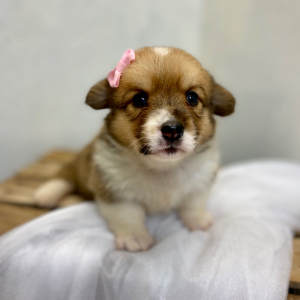 Pembroke Welsh Corgi Puppy Lyda