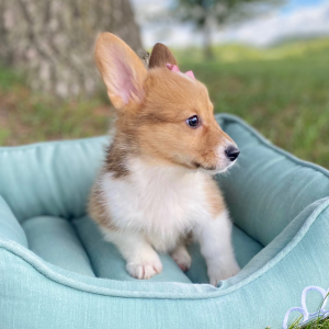 Pembroke Welsh Corgi Puppy Lyda