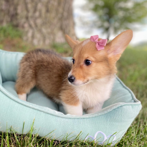 Pembroke Welsh Corgi Puppy Lyda