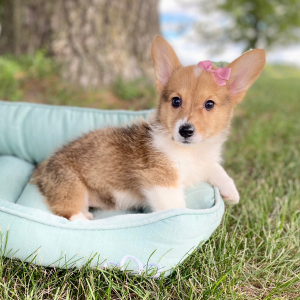 Pembroke Welsh Corgi Puppy Lyda