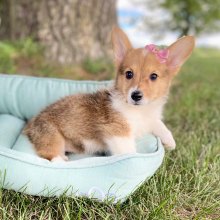 Pembroke Welsh Corgi Puppy Lyda