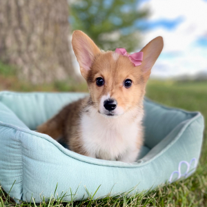 Pembroke Welsh Corgi Puppy Lyda