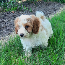 Cavapoo Puppy Rex