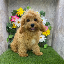 Cavapoo Puppy Pierce