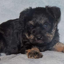 Miniature Schnauzer Puppy Sarge