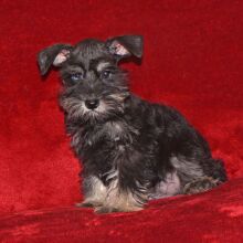 Miniature Schnauzer Puppy Sarge