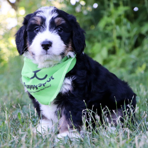 Bernedoodle Puppy Amigo