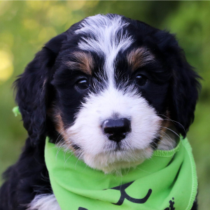 Bernedoodle Puppy Amigo
