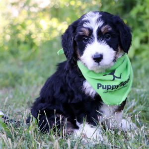 Bernedoodle Puppy Amigo
