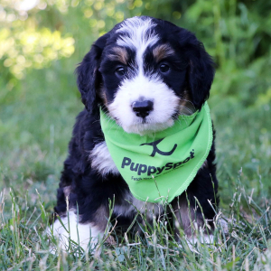 Bernedoodle Puppy Amigo