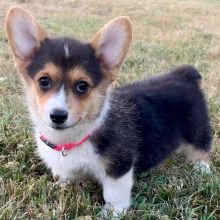 American Corgi Puppy Lyla