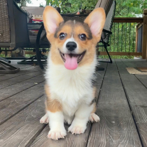 American Corgi Puppy Lyla