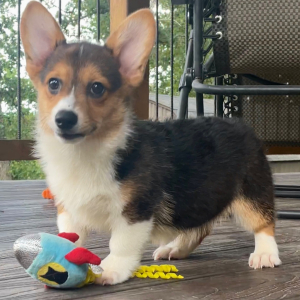 American Corgi Puppy Lyla