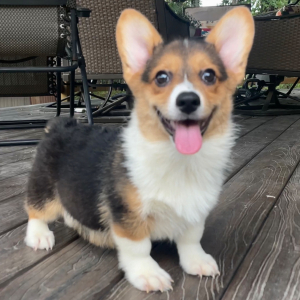 American Corgi Puppy Lyla