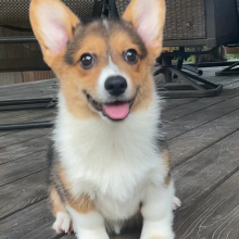 American Corgi Puppy Lyla