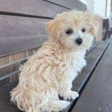 Maltipoo Puppy Ellie