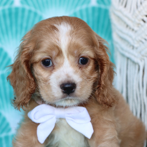 Cocker Spaniel Puppy Pickles