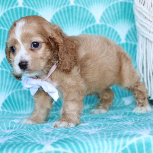 Cocker Spaniel Puppy Pickles