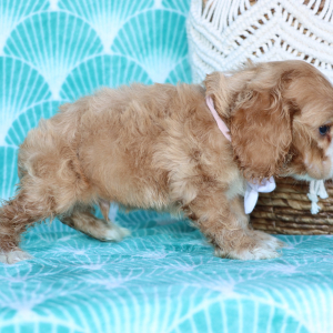 Cocker Spaniel Puppy Pickles