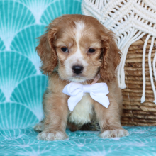 Cocker Spaniel Puppy Pickles