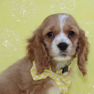Cocker Spaniel Puppy Pickles