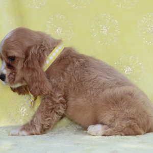 Cocker Spaniel Puppy Pickles