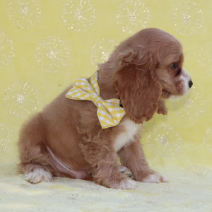Cocker Spaniel Puppy Pickles