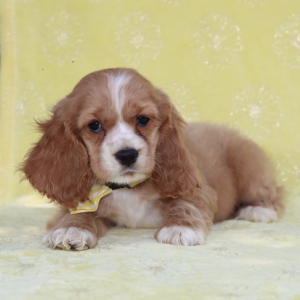 Cocker Spaniel Puppy Pickles