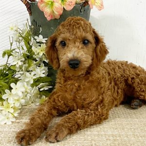 Poodle Puppy Natalie