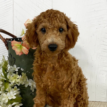 Poodle Puppy Natalie