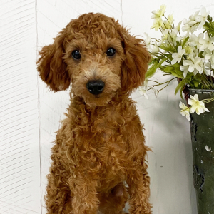 Poodle Puppy Natalie