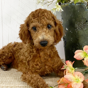 Poodle Puppy Natalie