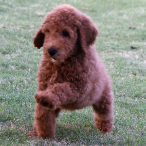 Goldendoodle Puppy Garner