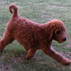 Goldendoodle Puppy Garner