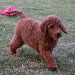 Goldendoodle Puppy Garner