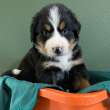 Bernese Mountain Dog Puppy Benji
