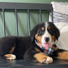 Bernese Mountain Dog Puppy Benji
