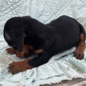 Dachshund Puppy Ruth