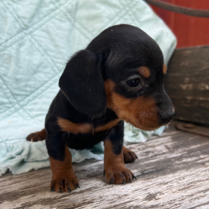 Dachshund Puppy Ruth