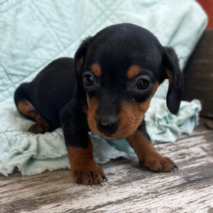 Dachshund Puppy Ruth