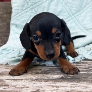 Dachshund Puppy Ruth