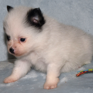 Pomeranian Puppy Cooper
