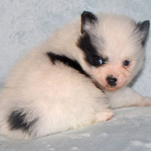Pomeranian Puppy Cooper