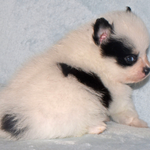 Pomeranian Puppy Cooper