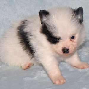 Pomeranian Puppy Cooper