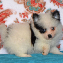 Pomeranian Puppy Cooper