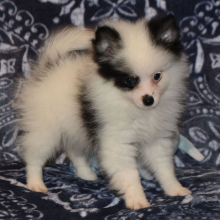 Pomeranian Puppy Cooper