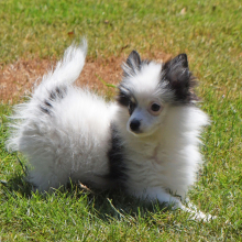 Pomeranian Puppy Cooper